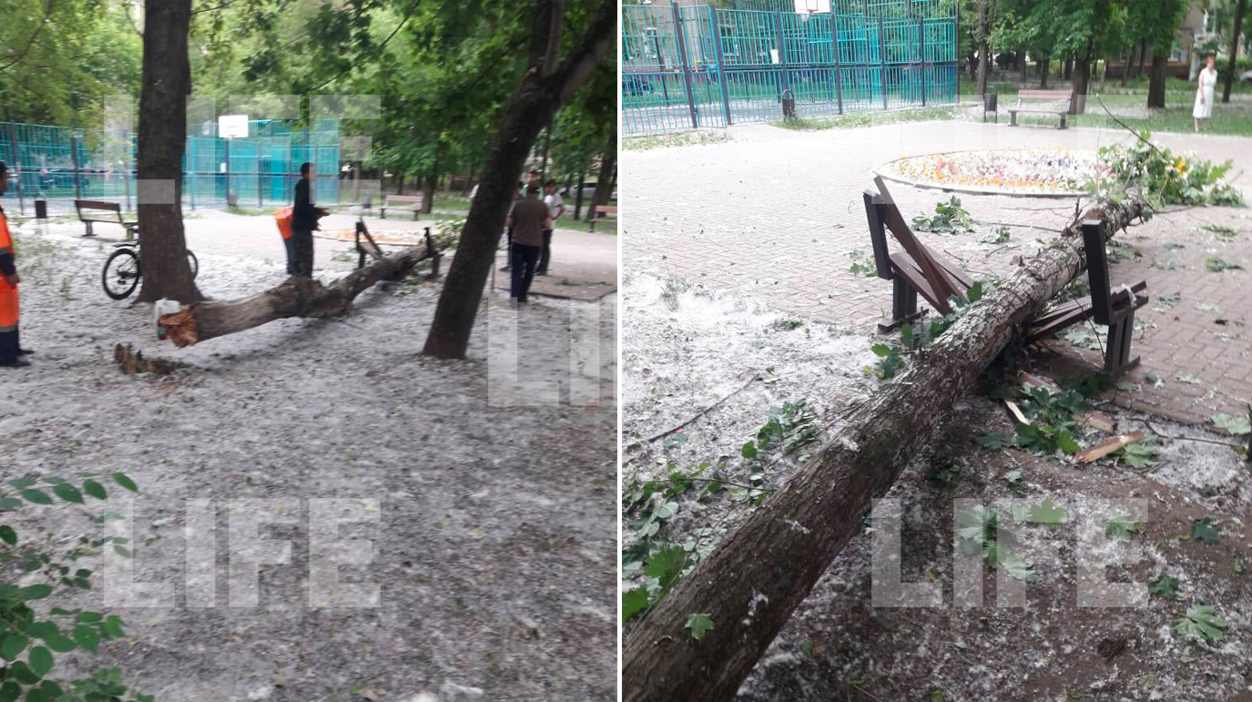 В Москве упавшее дерево сломало лавку и чуть не убило сидевшую на ней 70-летнюю бабушку