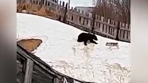 "Медведь смешной, ситуация — не очень": На Сахалине косолапый хищник пришёл в город покататься с горки