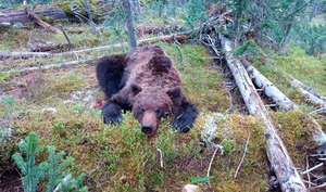 Медведь-людоед после убийства подростка в парке "Ергаки" пытался напасть на инспекторов
