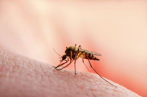 Вампиры средней полосы: смертельная опасность российских комаров, о которой вы не знали