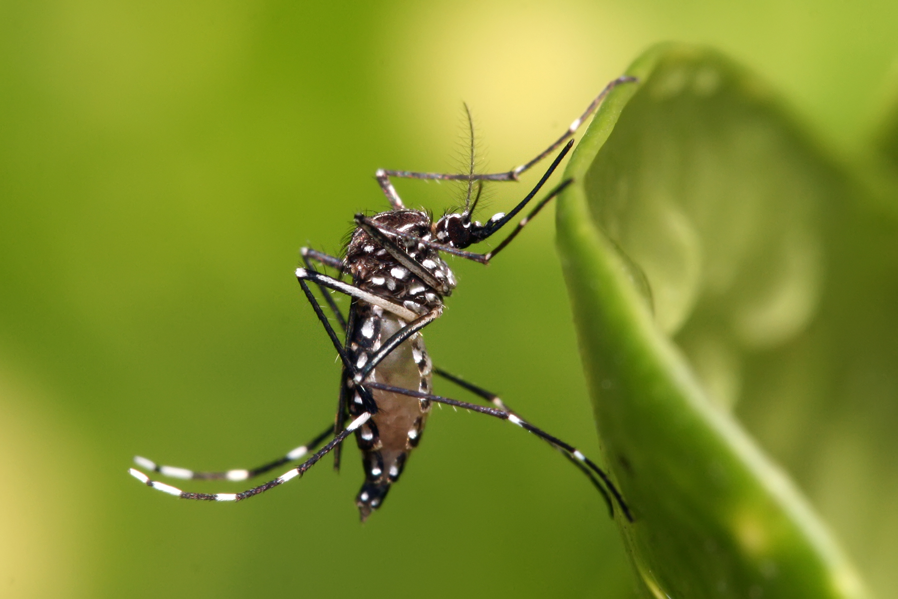 Комар Aedes aegiptis. Фото © Wikipedia