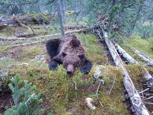 "Он за ними охотился": Директор парка рассказал подробности нападения медведя-убийцы на туристов