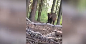 Подвергшиеся нападению медведя-беглеца тиктокеры сняли зверя на расстоянии вытянутой руки