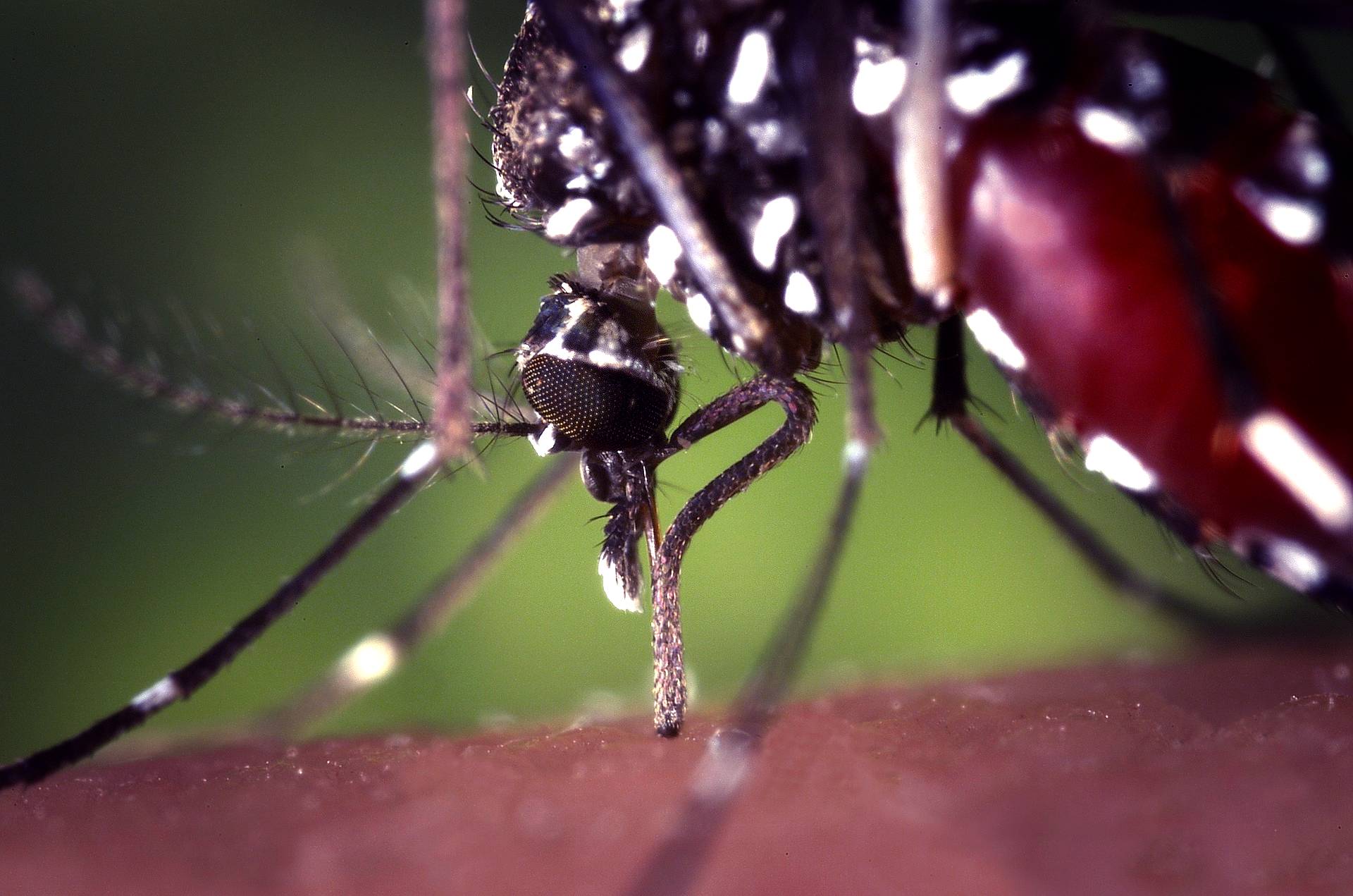 60-летний житель США подхватил редкий вирус после укуса комара