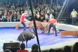 В барнаульском цирке олень напал на дрессировщицу, пока зрители в ужасе снимали всё на камеру