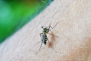 ВОЗ признала Китай победителем малярии