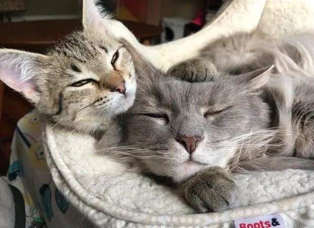Две кошки автора вирусного поста. Фото © Reddit / GoMooGo