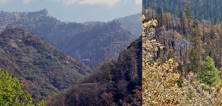 Секвойя, тлеющая спустя девять месяцев после пожара. Фото © Служба национальных парков США