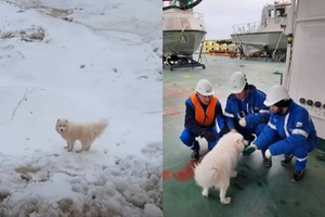 На Ямале экипаж ледокола нашёл самоеда в нескольких километрах от берега, и вот как он там оказался