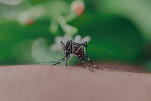 Новые комары – переносчики лихорадки и гельминтов появились в России