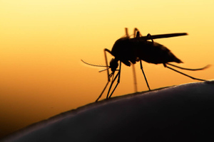 В России появилось два вида опасных комаров, которые переносят денге и энцефалит