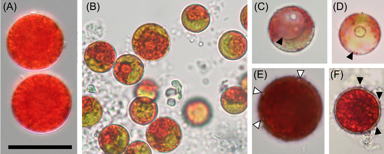 Микроводоросли Sanguina nivaloides. Фото © FEMS Microbiology Ecology