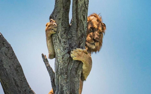Разоблачающие фото: Лев настолько испугался буйволов, что просидел на дереве час, пока они не ушли
