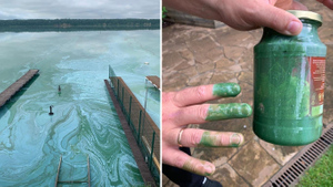 "Химические Мальдивы": Река Бердь под Новосибирском окрасилась в неестественный зелёный цвет из-за масляной жижи