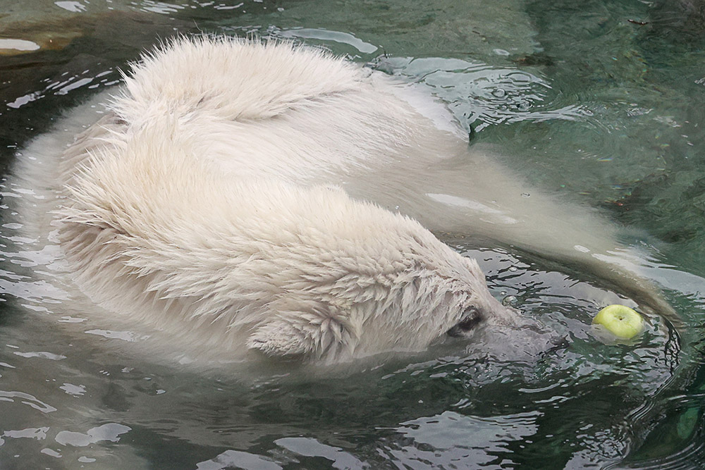 В Ленинградском зоопарке рассказали, как животные спасаются от зноя