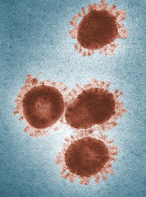 Учёные открыли "суперантитело", способное нейтрализовать множество коронавирусов