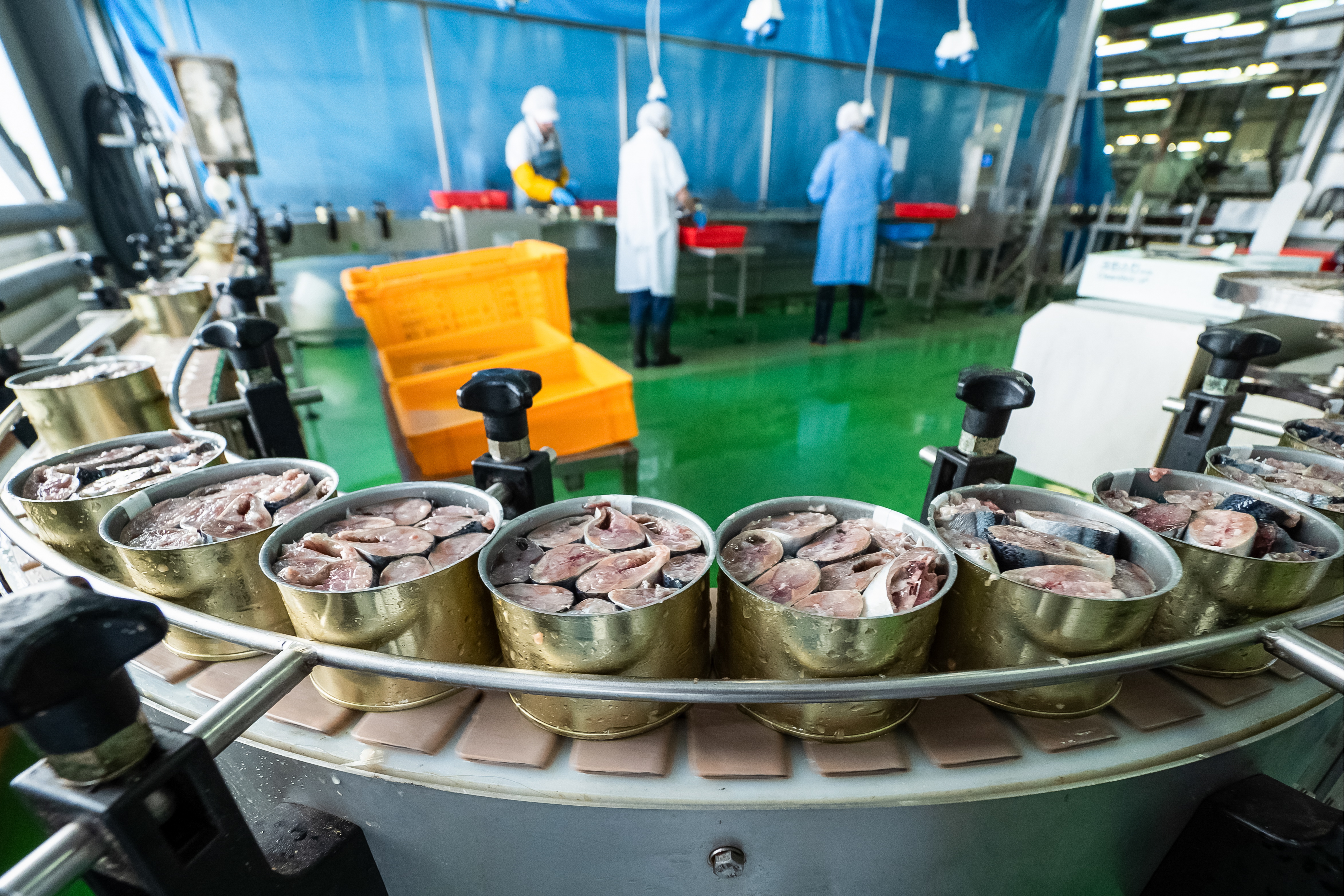 Изготовление рыбных консервов. Серпуховский консервный завод. Цех по производству рыбных консервов.