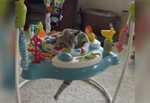 Хозяева сняли смешное видео, как кот нагло отобрал детское кресло, чтобы самому поиграть в погремушки
