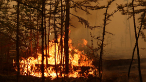 В МЧС раскрыли площадь леса, сгоревшего в Якутии с начала массовых пожаров
