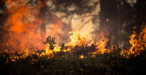 Глава МЧС назвал неблагоприятным прогноз развития ситуации с лесными пожарами
