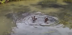 "Обалдеть!": Двух медведей на Сахалине сморила жара, и они устроили прилюдные купания
