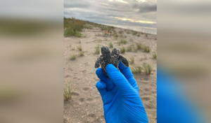 Черепаху-мутанта с двумя головами обнаружили на пляже в США