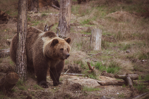 "Бежит за нами во все четыре лапы": Стали известны подробности нападения медведя на тургруппу в Сибири