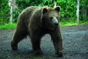 В Сибири медведь убил туриста из Москвы