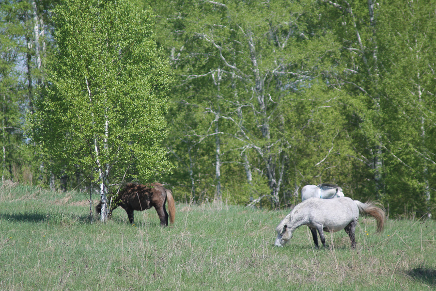 Фото © ВКонтакте / PONYNOK