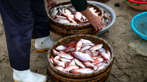 Названы пять признаков рыбы, которую лучше не покупать