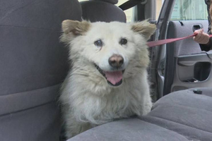 Спасённому после взрыва в Новосибирске псу Беляшу сделали операцию