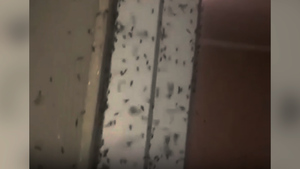 В Крыму после потопа началось нашествие комаров