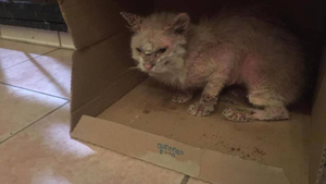 Девушка нашла покрытую язвами кошку весом всего 2 кг, и сложно поверить, что с ней стало за год