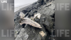 Найдены фрагменты тел 25 погибших в катастрофе Ан-26 на Камчатке