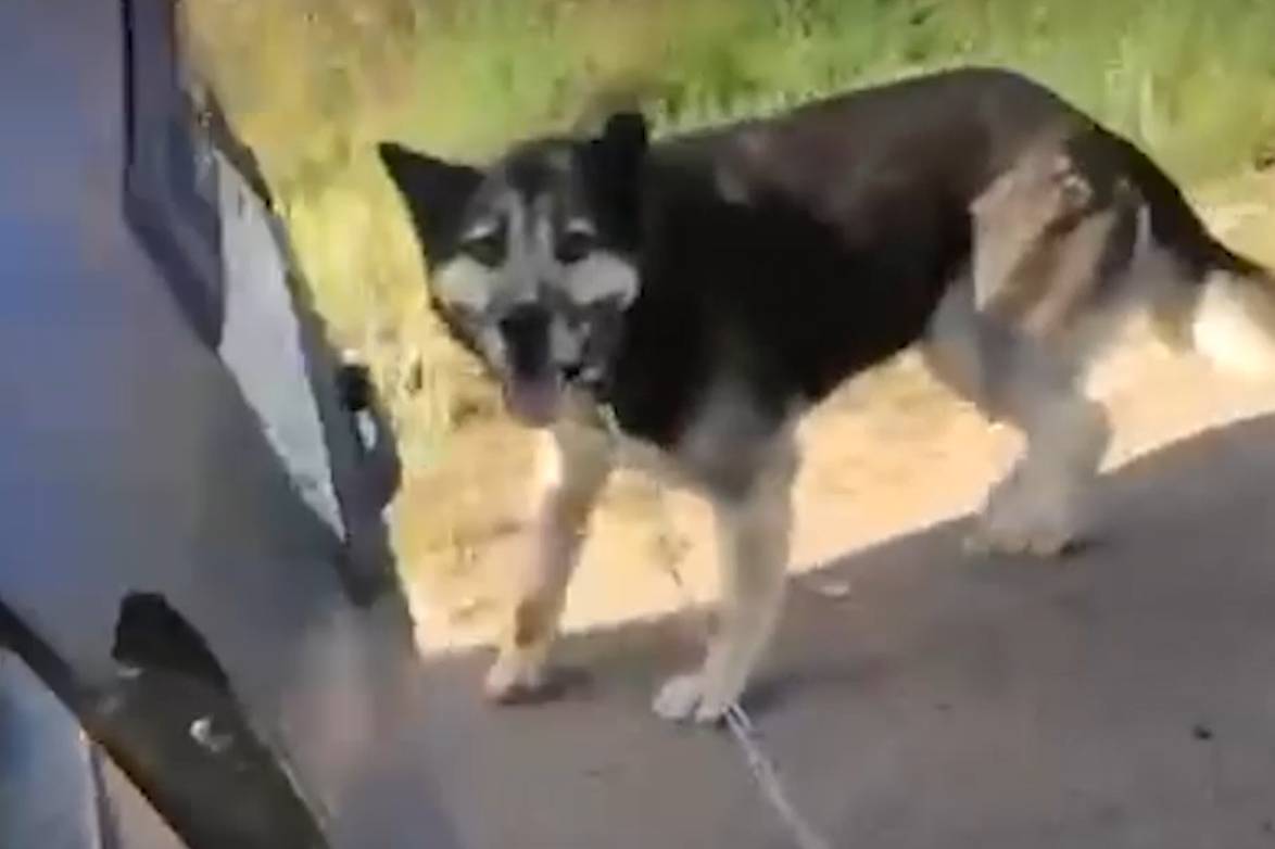 В Уфе пенсионер протащил собаку по асфальту, привязав к машине