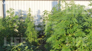 Пенсионерка разбила на огороде плантацию марихуаны, решив заработать