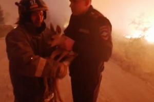 Челябинские пожарные спасли "Бэмби" из охваченного огнём леса