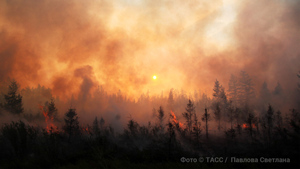 Огненная завеса: Почему в России опять горят леса