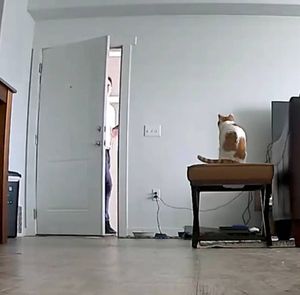 Скрытая камера доказала, что коты всё-таки ждут хозяев после работы, и этот пример самый милый