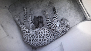 Два котёнка леопарда появились на свет под Сочи