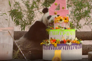 С тортами и подарками: В Московском зоопарке панды Жуи и Диндин отметили день рождения