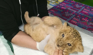 "Души не чает": Трёхлапый львёнок из иркутского зоопарка подружился с щенком лабрадора