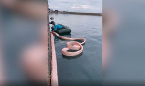В дельфинарии нашли масляные пятна после разлива нефти под Новороссийском