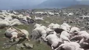 Один удар молнии в Грузии убил более полутысячи овец