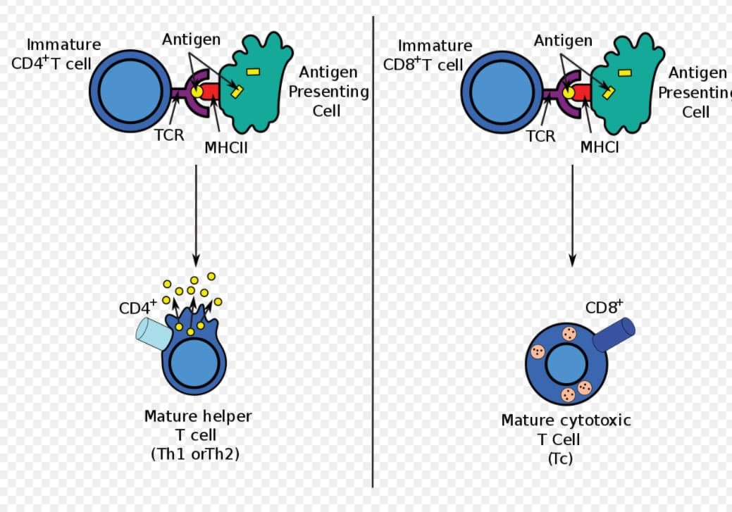 Механизм обучения T-клеток — хэлперов (слева) и киллеров (справа) при помощи антигенпрезентирующих клеток. Антигенпрезентирующие клетки.  Фото © Википедия