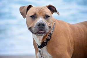 "ОСАГО для собак": Владельцев бойцовых псов могут обязать оформлять страховку