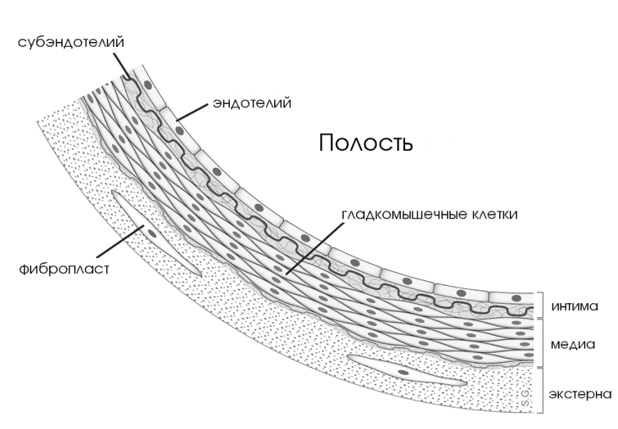 Строение стенки артерии. Фото © "Википедия"