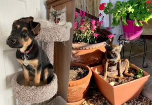 15 фото уморительных собак, которые переосмыслили жизнь и решили, что они теперь кошки