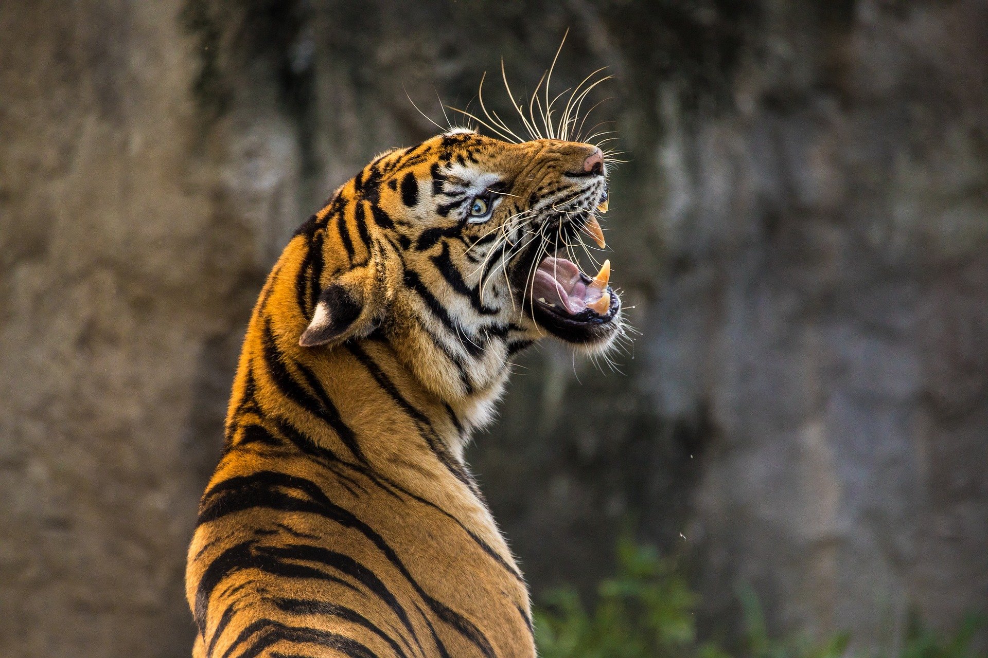 В Индии тигр убил фермера и утащил его тело