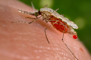 Эксперт рассказала, где в России можно встретить малярийного комара